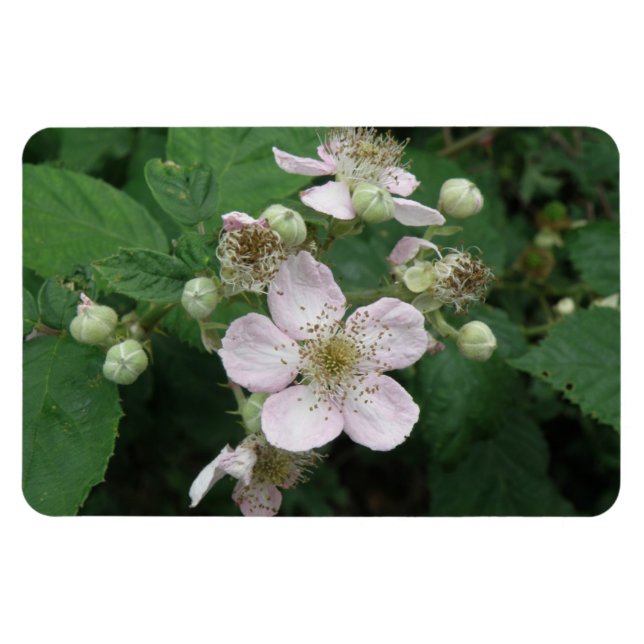 Íman Blackberry Flowers Premium Magnet (Horizontal)