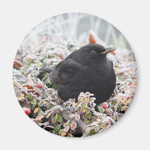 Íman Blackbird