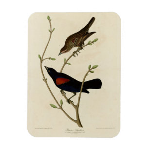 Íman Blackbird de asa vermelha - Aves da América de Aud