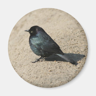 Íman Blackbird do Brewer