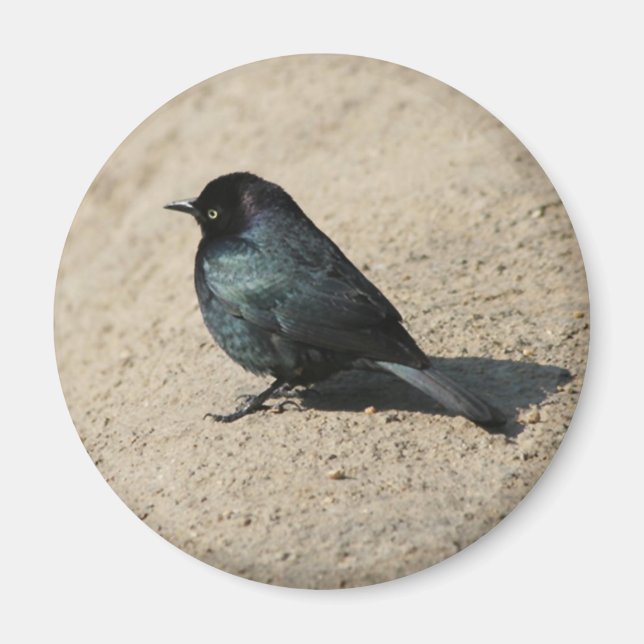 Íman Blackbird do Brewer (Frente)