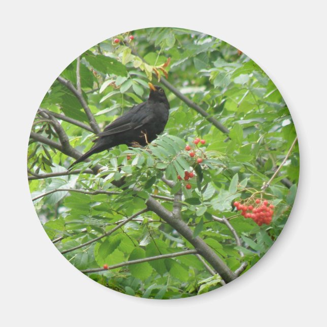 Íman Blackbird e Berries Magnet (Frente)