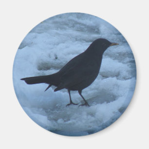 Íman Blackbird on ice Magnet
