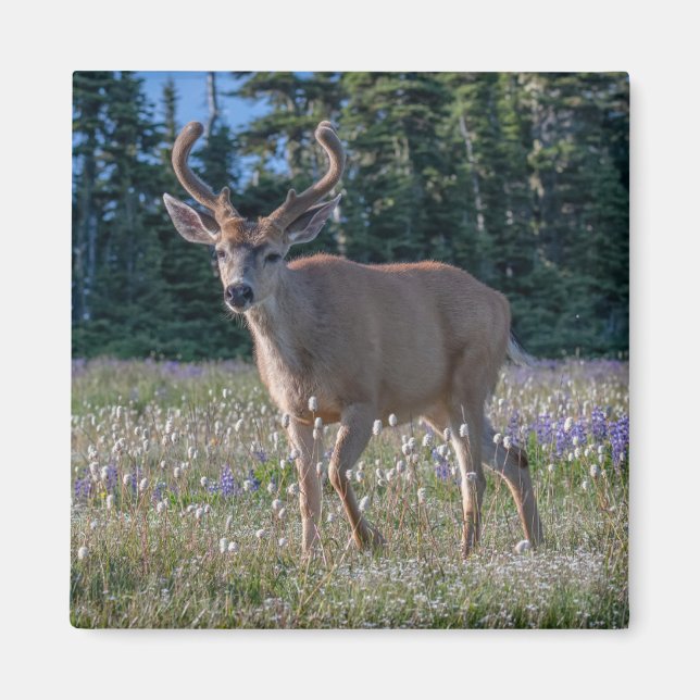 Íman Blacktail Deer Buck | Parque Nacional da Olimpiada (Frente)