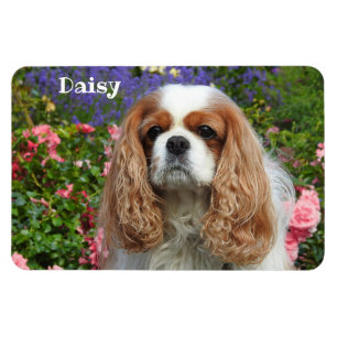 Íman Blenheim Cavalier King Charles Spaniel em Flores