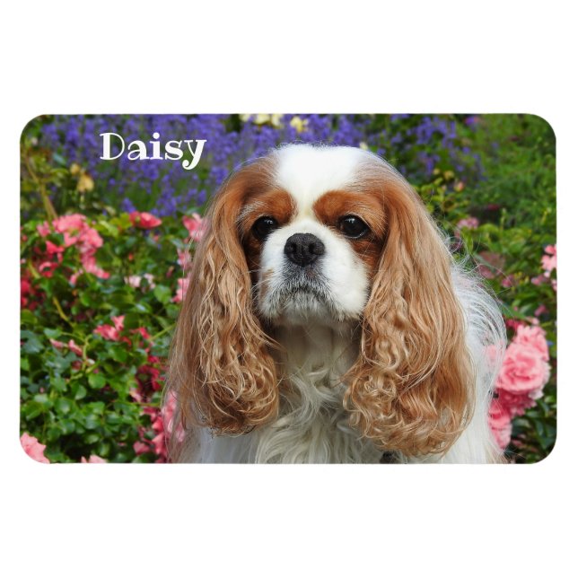 Íman Blenheim Cavalier King Charles Spaniel em Flores (Horizontal)