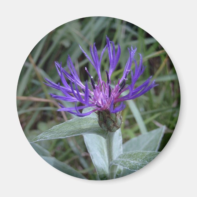 Íman bleuet (Frente)