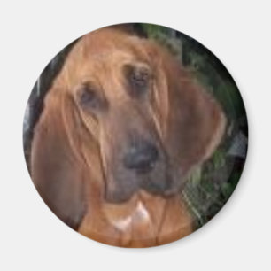 Íman bloodhound