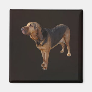 Íman Bloodhound