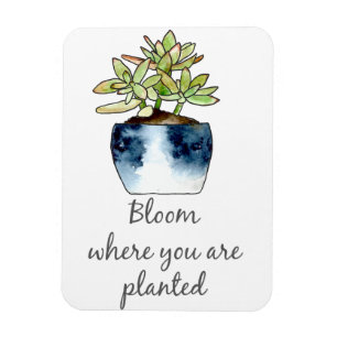 Íman Bloom Onde Você Está Plantado Com O Magneto Sucu