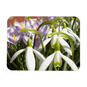 Íman Bloomin Primavera Magnet