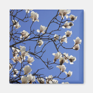Íman Blooming Magnolias