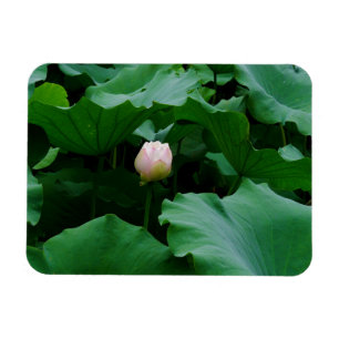 Íman Blooming Soon