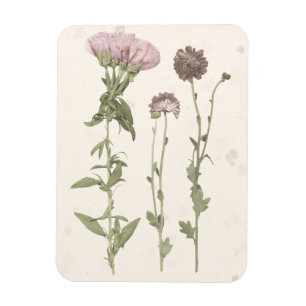 Íman Blooms Pressionados - Rosa