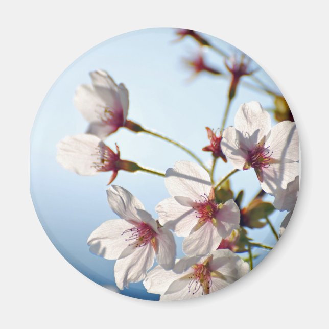 Íman Blossomas de cereja iluminados por trás (Frente)