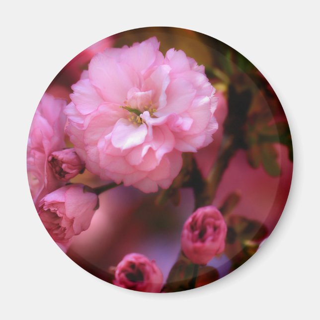 Íman Blossomas de Cereja Rosa-Primavera adoráveis (Frente)