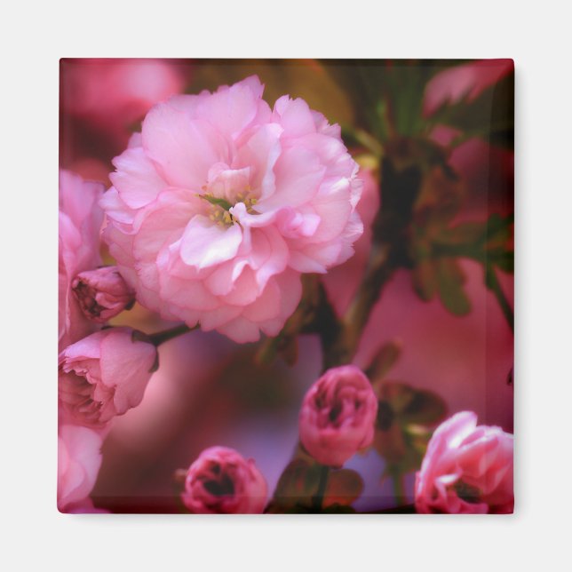 Íman Blossomas de Cereja Rosa-Primavera adoráveis (Frente)