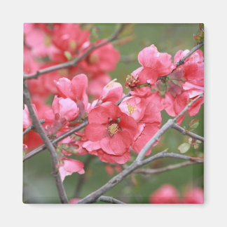 Íman Blossomas de Maçã de Caranguejo
