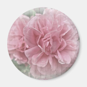 Íman Blossomas de Rosa de Subida Rosa