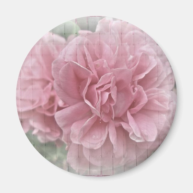 Íman Blossomas de Rosa de Subida Rosa (Frente)