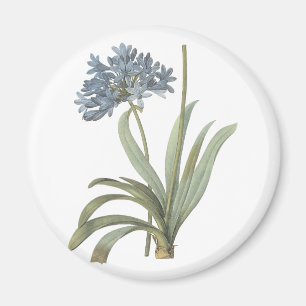 Íman Blue African Lily (Agapanthus) por Redouté