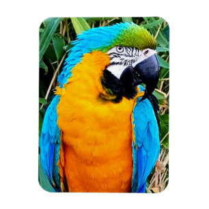 Íman Blue and Yellow Macaw Parrot