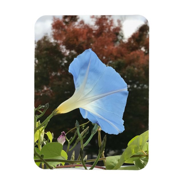 Íman Blue Autumn Morning Glory  (Vertical)