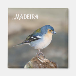 Íman Blue bird Madeira Chaffinch (Fringilla maderensis)