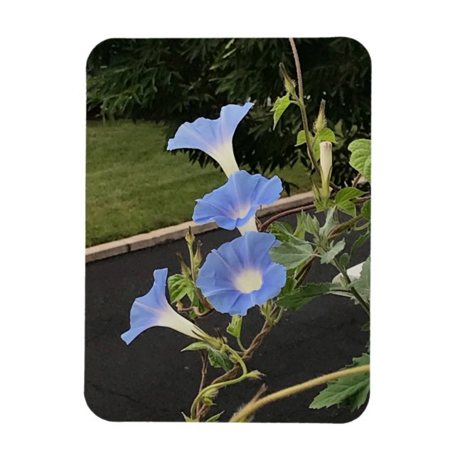 Íman Blue Cascade Morning Glory (Vertical)