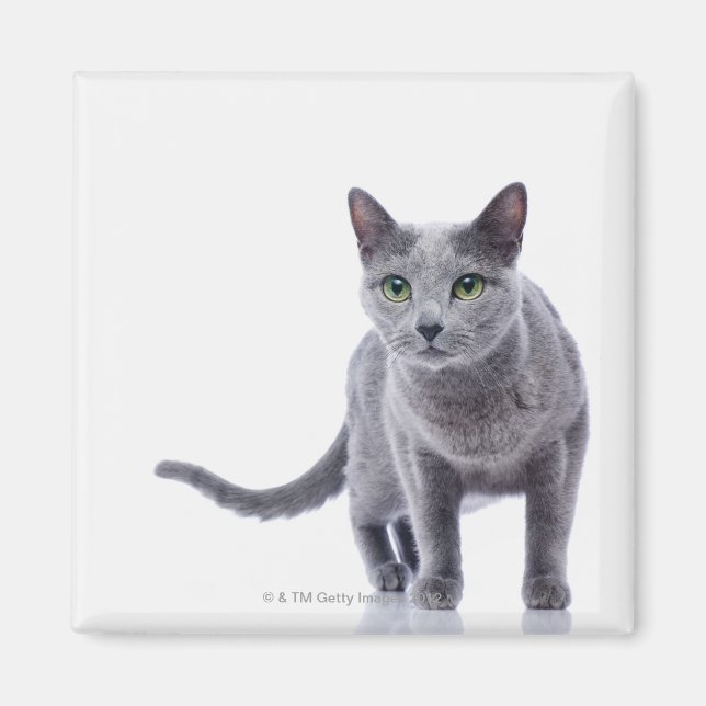 Íman Blue Cat Russo (Frente)