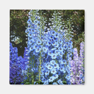 Íman Blue Delphinium Floral Flowers Garden Nature