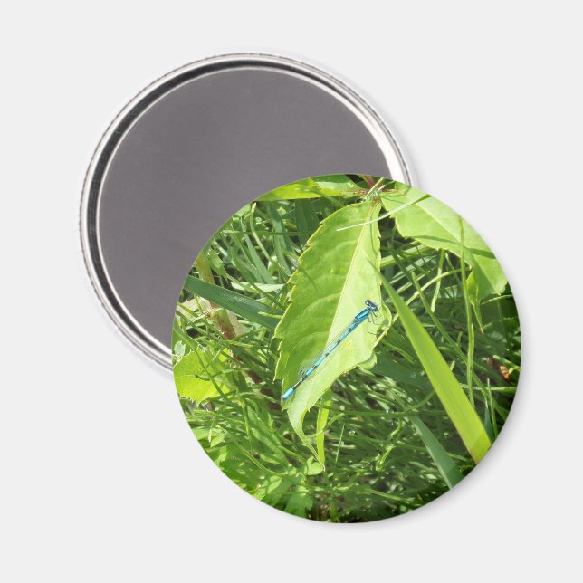 Íman Blue Dragonfly Magnet (Front/Back)