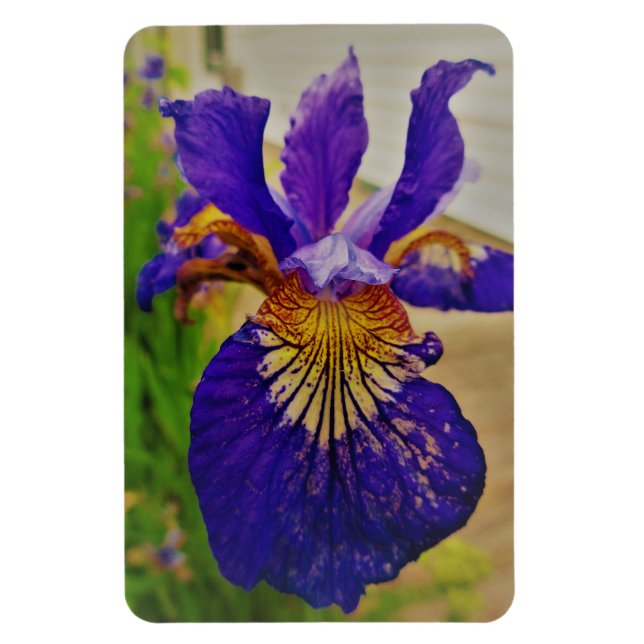 Íman Blue Flag Iris Fleur de Lys French Canada Quebec (Vertical)