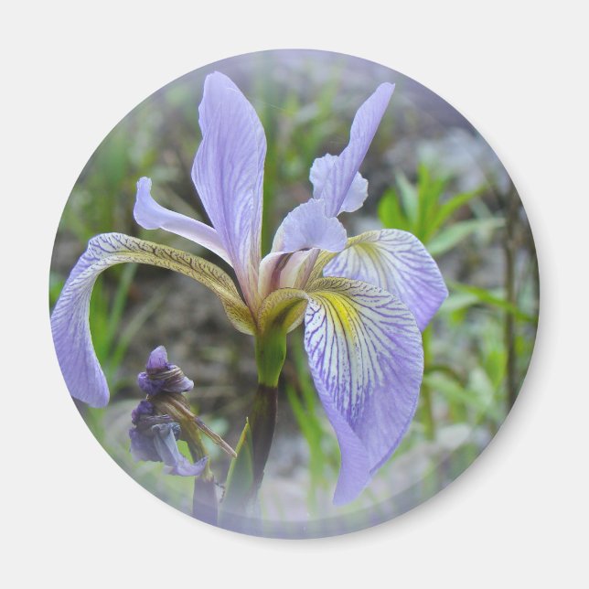 Íman Blue Flag - Wild Iris (Frente)