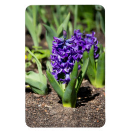 Íman Blue Geocinth em primavera