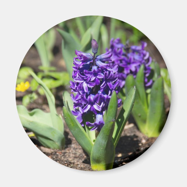 Íman Blue Geocinth em primavera (Frente)