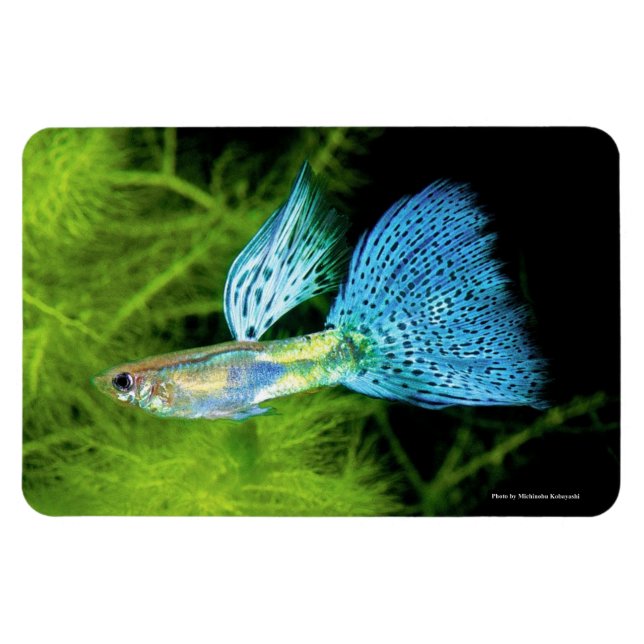 Íman Blue Grass Guppy (Horizontal)