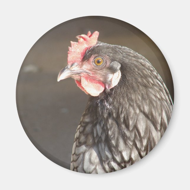 Íman Blue Hen (Frente)