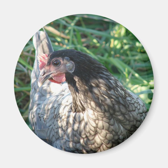 Íman Blue Hen (Frente)