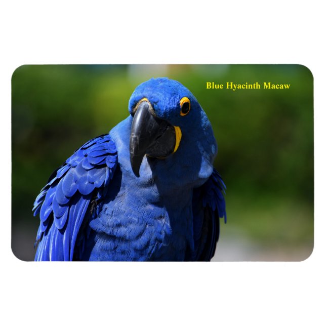 Íman Blue Hyacinth Macaw (Horizontal)