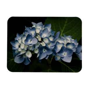 Íman Blue Hydrangea 8514 Premium Magnet