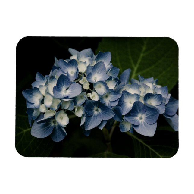Íman Blue Hydrangea 8514 Premium Magnet (Horizontal)
