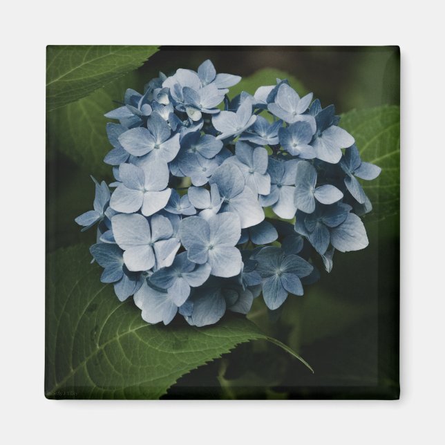 Íman Blue Hydrangea 8515 Magnet (Frente)