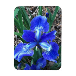 Íman Blue Iris
