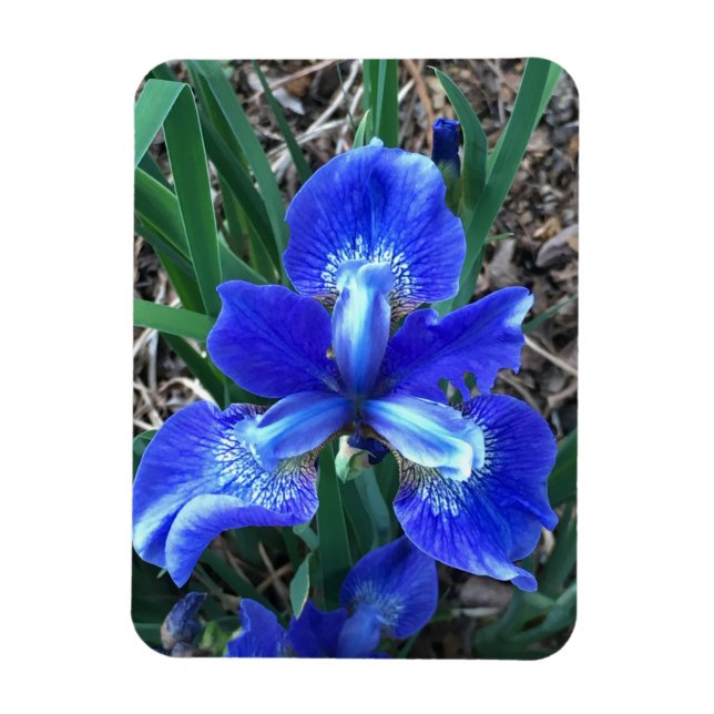 Íman Blue Iris (Vertical)