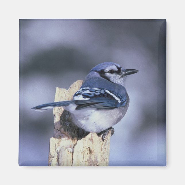 Íman Blue Jay (Frente)