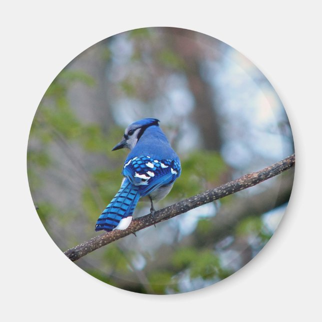 Íman Blue Jay (Frente)