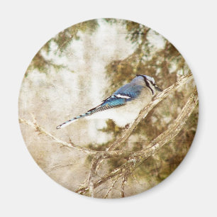 Íman Blue Jay