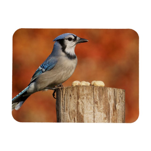 Íman Blue Jay (Horizontal)