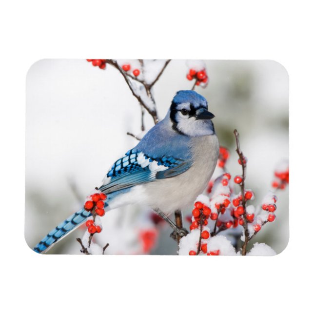 Íman Blue Jay em Common Winterberry (Horizontal)